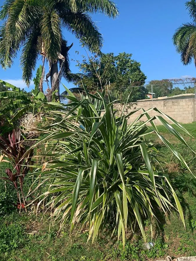 Guest house Mango Walk Guesthouse Montego Bay